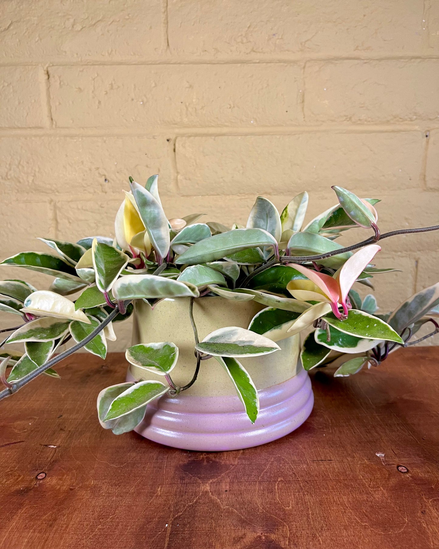 Medium Mod Planter
